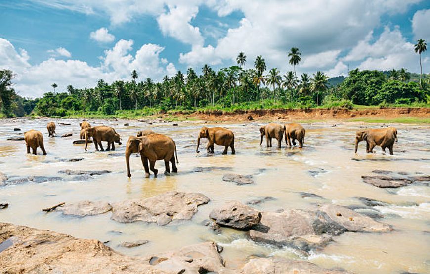 Dream Path of Sri Lanka